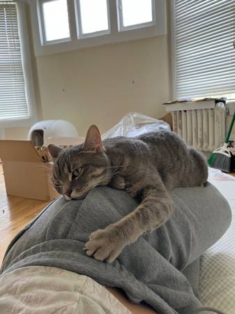 ISO Kitten companion (oakland downtown)63862108420355120