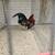 BB Red oegb bantam rooster 4 thumbnail