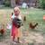 Five Beautiful colored egg laying hens. Hatched this past spring :) 3 thumbnail
