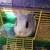 Ready to be adopted 2 thumbnail