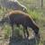 Dairy Ewe Lambs, Sheep 8 thumbnail