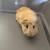 Guinea pigs 2 thumbnail