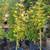 Japanese Maples, Cedar Hedge trees, Pecan, Topiary Evergreen 3 thumbnail