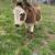 spotted mini donkey pair 5 thumbnail