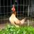 Very Nice Small Bantam Thai Chicken 5 thumbnail