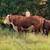 Hereford bulls 10 thumbnail