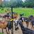 Nubian goat herd 5 thumbnail
