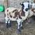 Jacob Sheep for sale 1 thumbnail