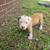 Puppies Razors edge pitbull 1 thumbnail
