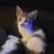 Kittens 4 thumbnail