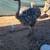 Ostrich chicks 2 thumbnail