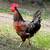 Chickens 1 thumbnail
