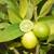 Mexican Lime Key Lime tree for sale Organic 1 thumbnail