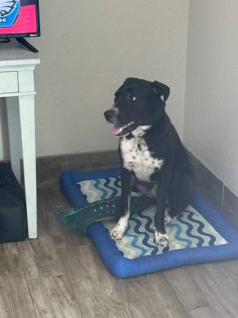 URGENT REHOMING - 1 Yr Old Pit Mix 1