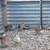 Bobwhite Quail/Hatching Eggs etc... 10 thumbnail