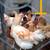 Buff orpinton x Crested cream legbar roosters 2 thumbnail