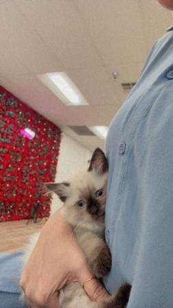 2 Siamese males (Chatsworth)63893601329923123