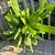 Orchid Cactus 3 thumbnail