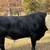 Simmental bull 6 thumbnail
