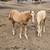 Gorgeous palomino yearling mustang filly!!! 5 thumbnail