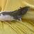 Male rats 4 thumbnail