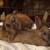 Hooland lop Black Tort 4 thumbnail