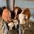 🔥Weaned Calves🔥 6 thumbnail