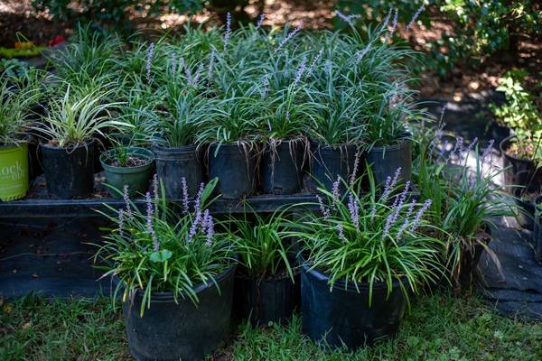 Liriope (Monkey Grass) – Landscaping Favorite 1