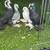 Pigeons for sale 12 thumbnail