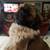 Shih Tzu pups rehoming 2 females 2 thumbnail
