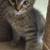 Kittens(many options) 6 thumbnail