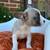 Frenchie and Chihuahua Puppies 8 thumbnail