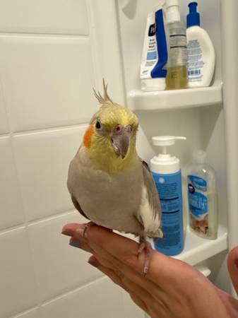 LOST COCKATIEL - WILL PROVIDE REWARD IF FOUND SAFE (Tallahassee)64304186003330122