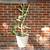 30" Tall Cactus 2 thumbnail