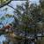 TREE SERVICE LONG ISLAND 2 thumbnail