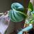 Many cheap plants 14 thumbnail