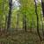 3 Acres of Mature Uncut Hardwood Forest in Marinette County 5 thumbnail