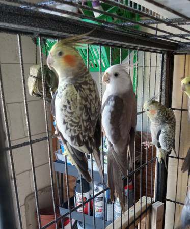 Rehoming my cockatiels (Palm Coast)63846014165891120