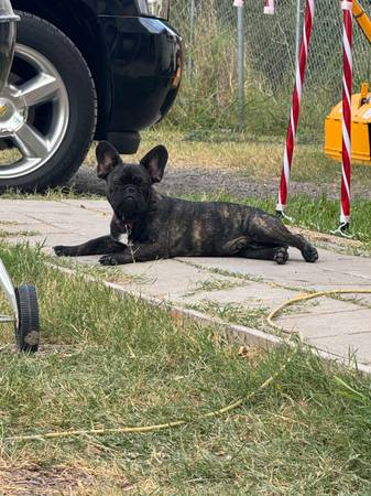 Male French Bulldog 1