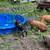 Kune Kune Cross Boar piglets - very friendly! 9 thumbnail