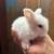 Easter baby bunnies lionhead 3 thumbnail