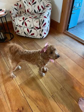 Pato Doodle Desaparecido (Dover)63844233644801124