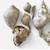 Large Natural Conch Sea shell Collection 3 thumbnail
