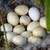 Chicken, Quail & Duck Fertilized Hatching Eggs 3 thumbnail