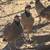 Chukars 9 thumbnail