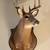 Deer mount 1 thumbnail