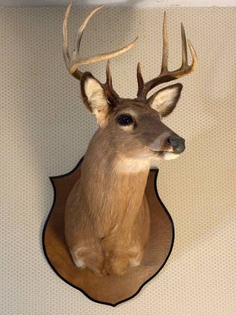 Deer mount 1