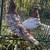 High Flying Tippler Pigeons 3 thumbnail