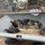 Chick 3 thumbnail