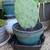 Cactus in ceramic pot 2 thumbnail